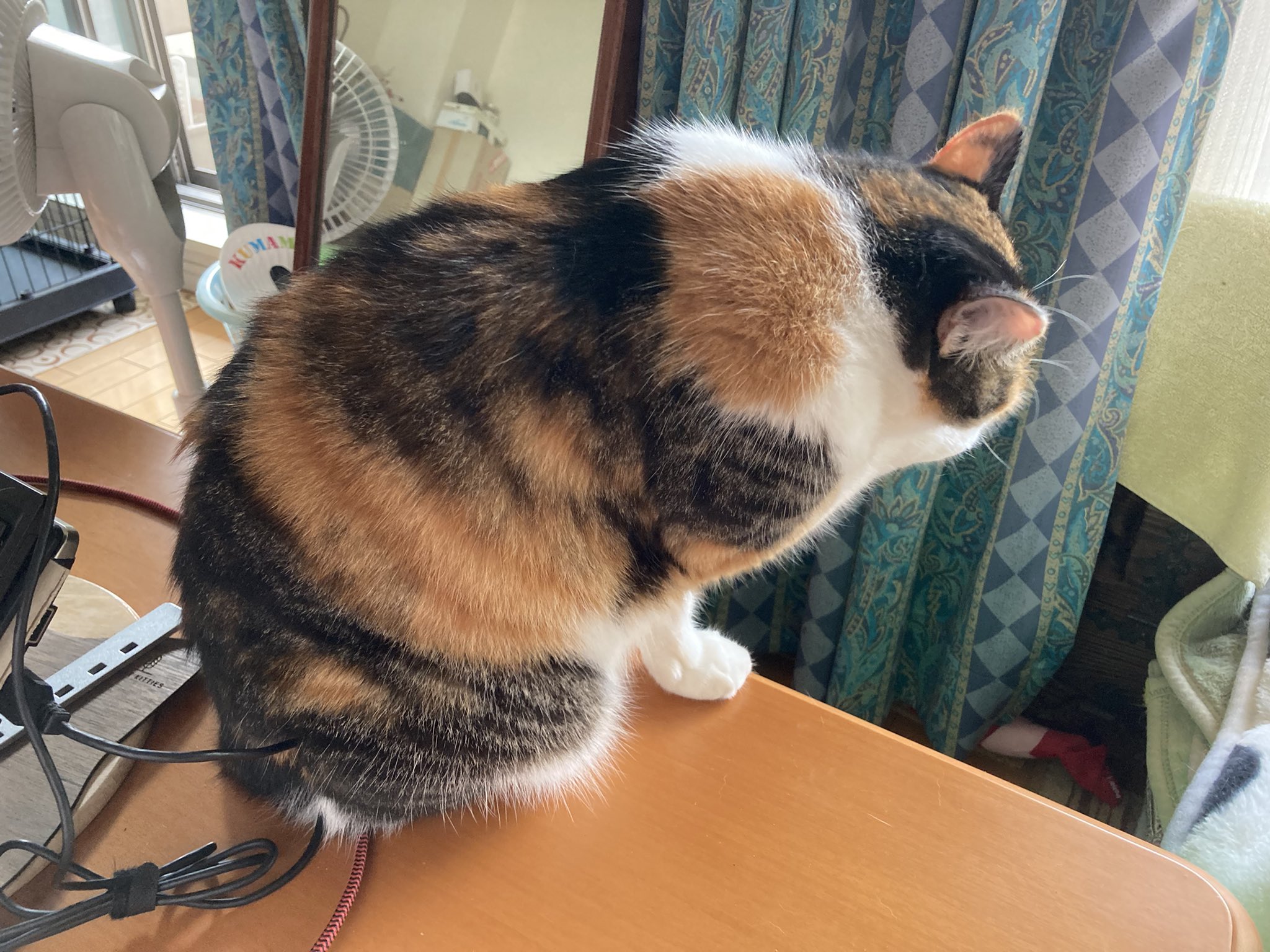 ❤︎ ❤︎ ❤︎ しゃむネコさん♡*゜ ❤︎ ❤︎ ❤︎ じゃむ猫 on X: 