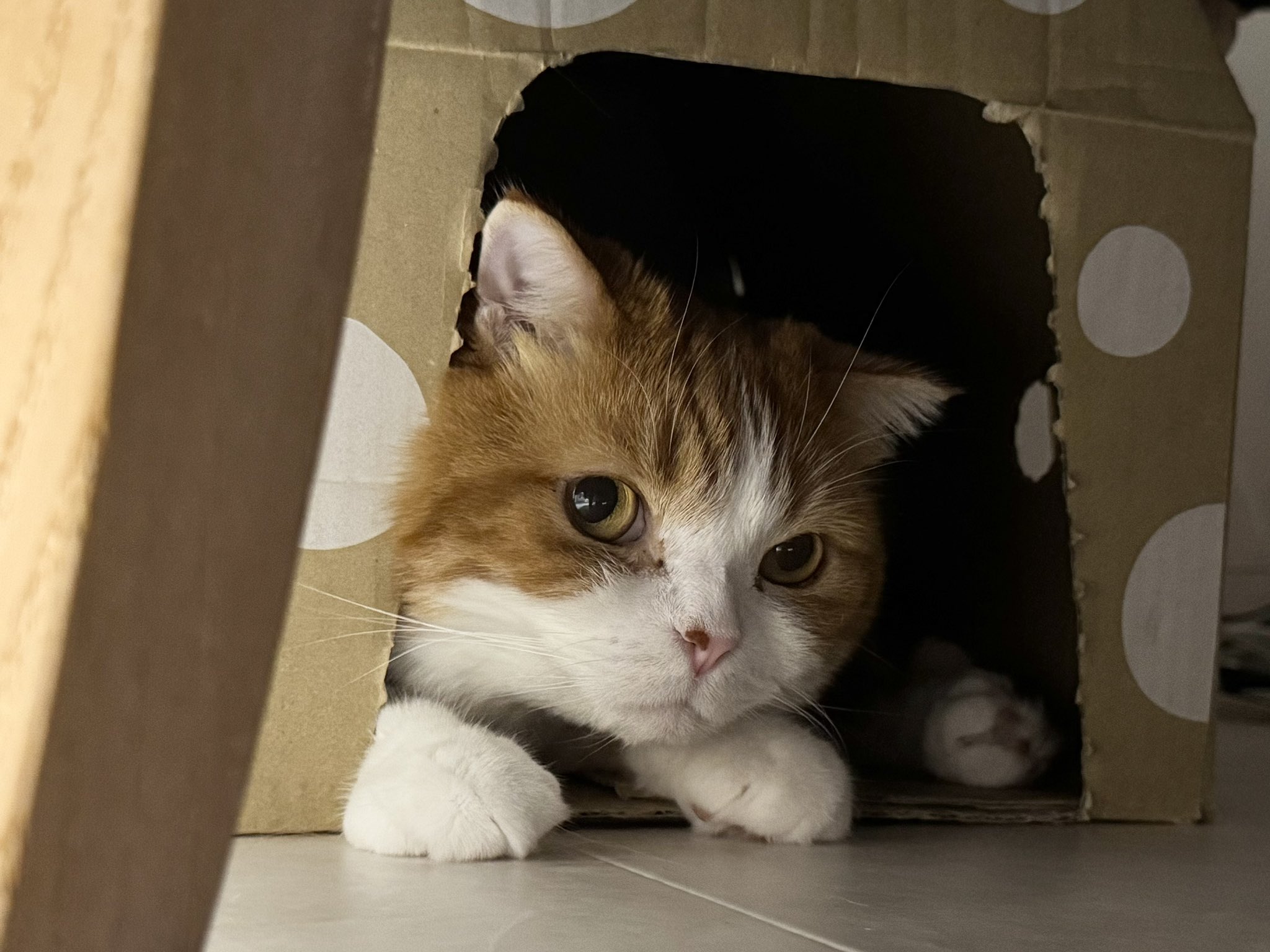 にじねこ ねこあつめ2にわさき来てください＾＾ リンクくれれば遊びに行き