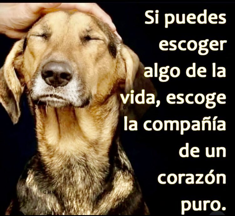 #BuenasNoches A TODOS LOS QUE AMAN, DEFIENDEN, RESPETAN, ADOPTAN Y AYUDAN A LOS ANIMALES!!🙏🙏🐾🐾🐙🦑🦐🦞🦀🐳🐬🐟🐠🐡🐋🦈🦭🐊🐅🦣🦧🦍🦓🐆❤️❤️❤️🌹🌹🌹🌹🇧🇷