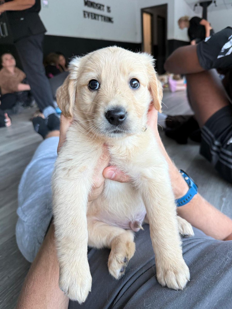 StefJarm's tweet image. My spirit animals #pupp