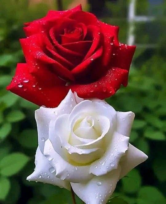 الله يبعد عني و عنكم موآجع الدنيآ ويرزقنآ السعآدة من سآبع سمآه!! 💜💜
#الـلهم_امين
#مساء_الخير