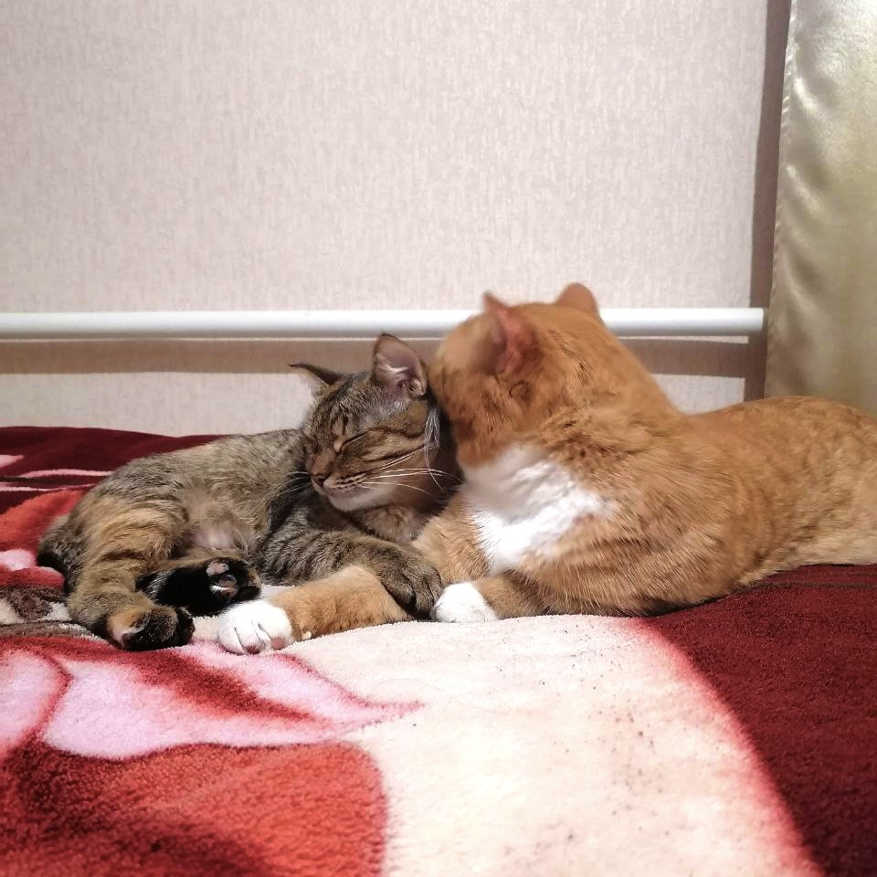 RimmaFreze's tweet photo. Заключительное кошковое из отпуска🥺💚 https://t.co/pJx8ZdeKVs