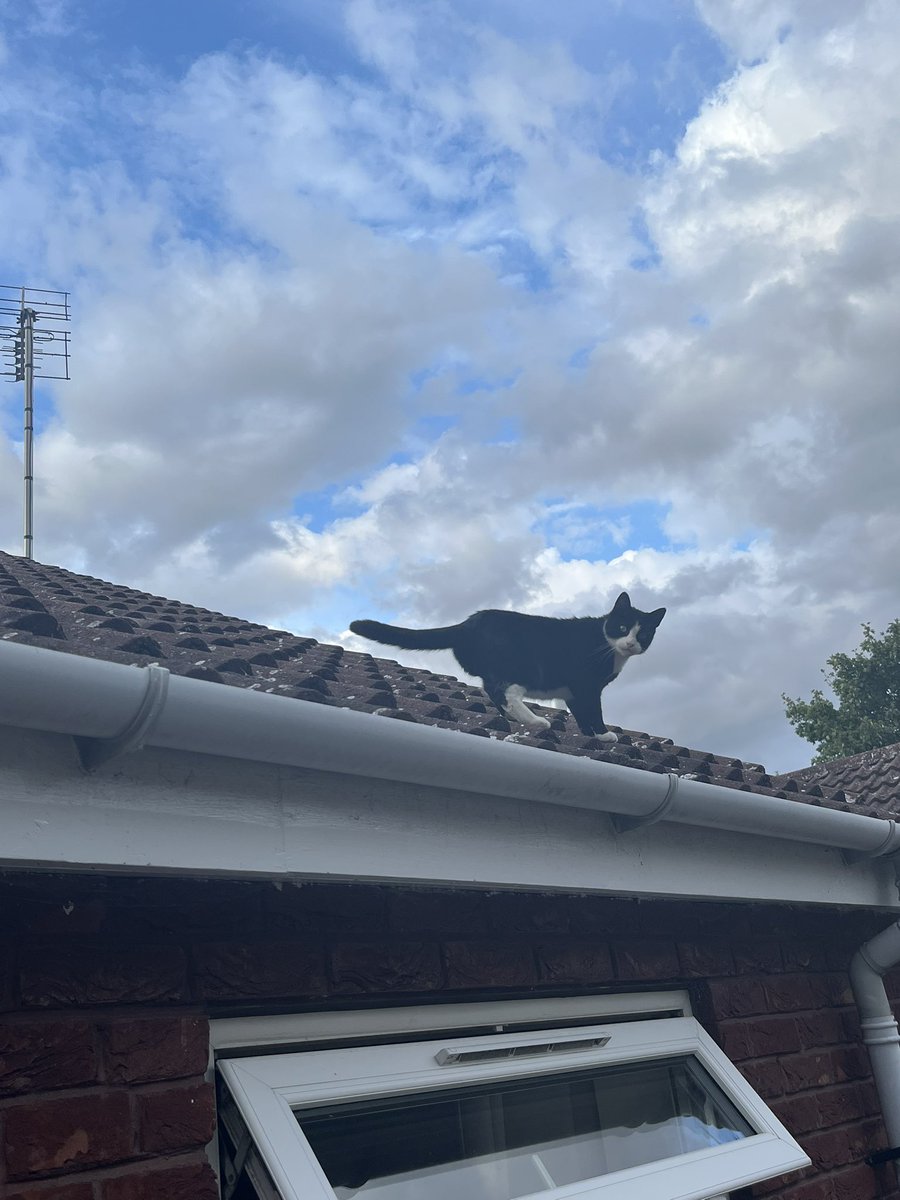 aliaswidow's tweet image. faceless august