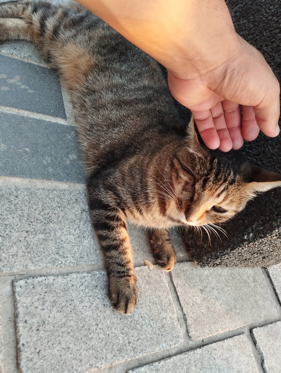 Tek gözüyle dünyayı gören, sevgiye pırıl pırıl bir ışık tutan kedi. İşte o Işık, sadece bir kedinin değildi; o, yaşamın ta kendisiydi *ੈ✩💫*ੈ‧₊✨
📍 Beykoz