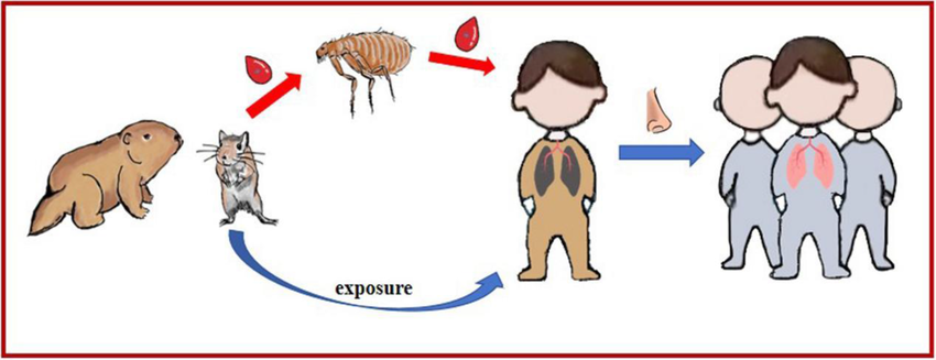 The California Board requires that I warn people not to feed, pet, or approach wildlife. "The Bubonic Plague" was called the "Black Death" for a reason. Make sure your own pets are flea protected. Please tell others.