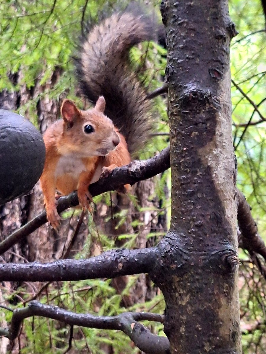 Making friends on Seurasaari today.