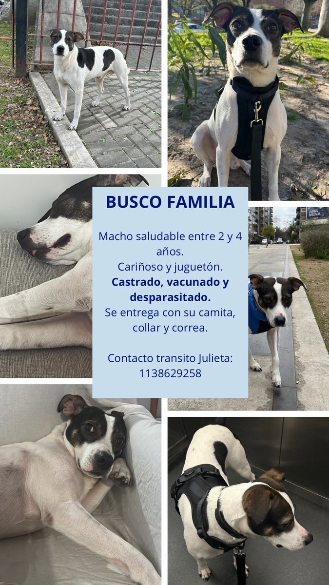 <a href="/JungParkAR/">Jung Park</a> Me ayudas difundiendo este perrito que transito por Chacarita porfa? Gracias!!
