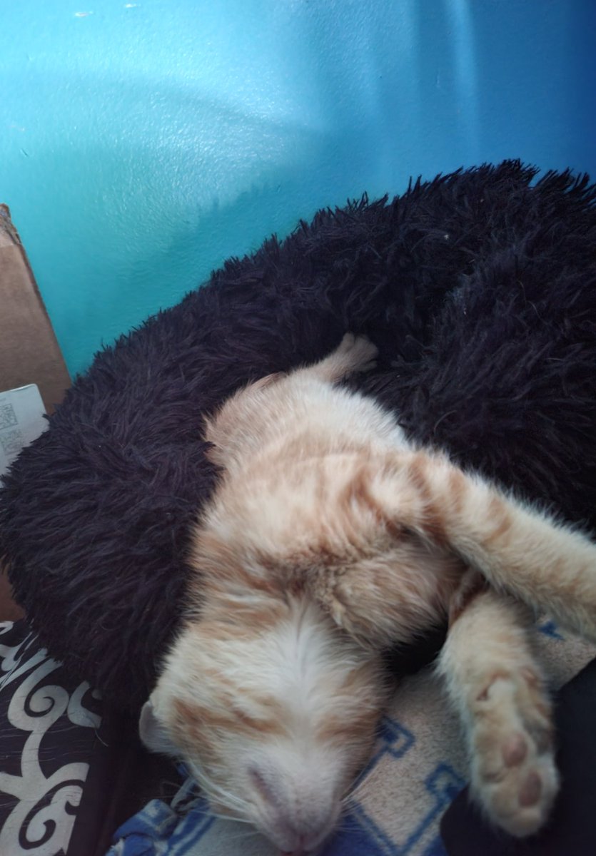 _DisgracedOne's tweet image. Kelso.⠀

I'm alive. 

I have a second roommate now.