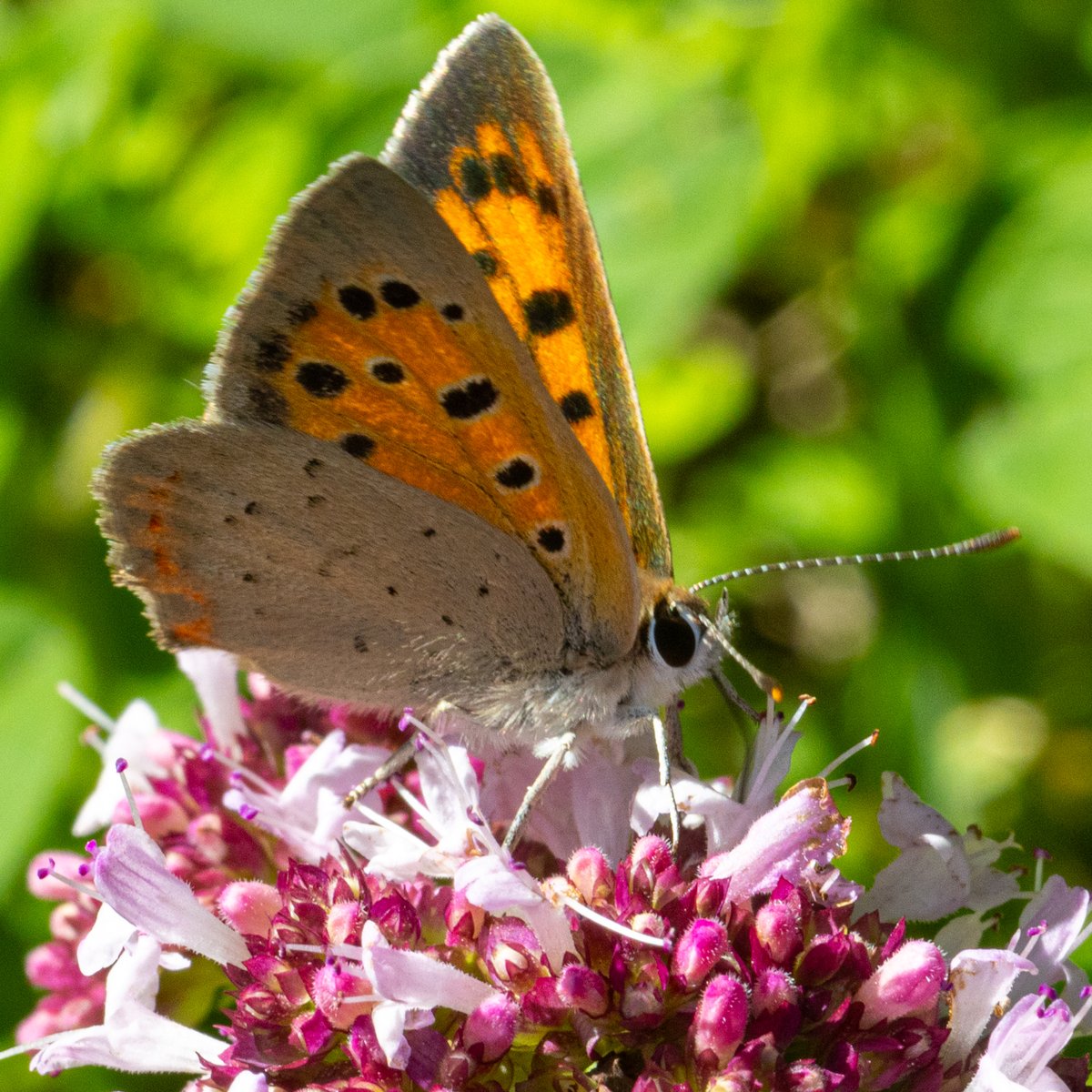 Kleiner Feuerfalter

#Schmetterling #Gartenbesucher