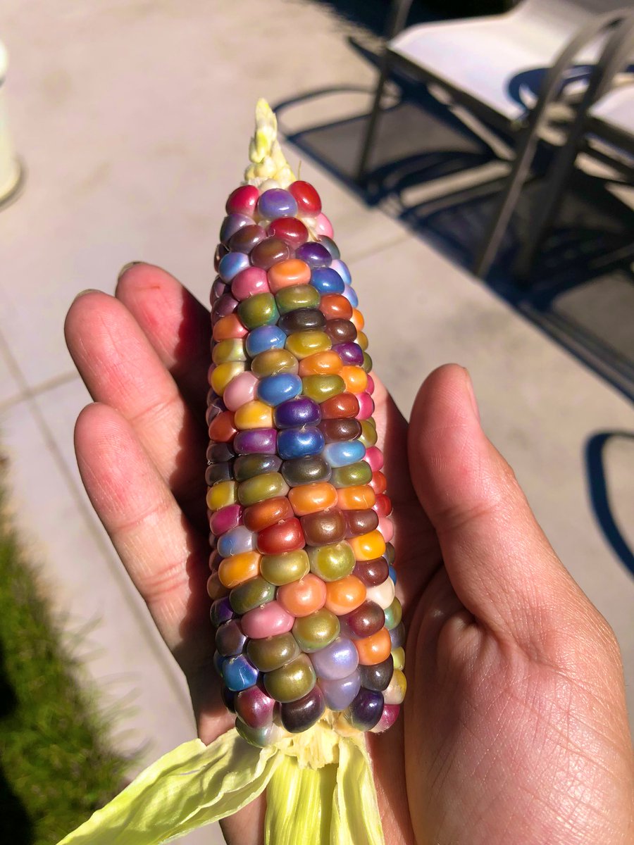 Shujun Ou tweet media