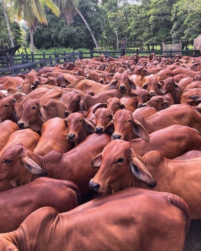 Agatie7's tweet image. A group of cows is called what?