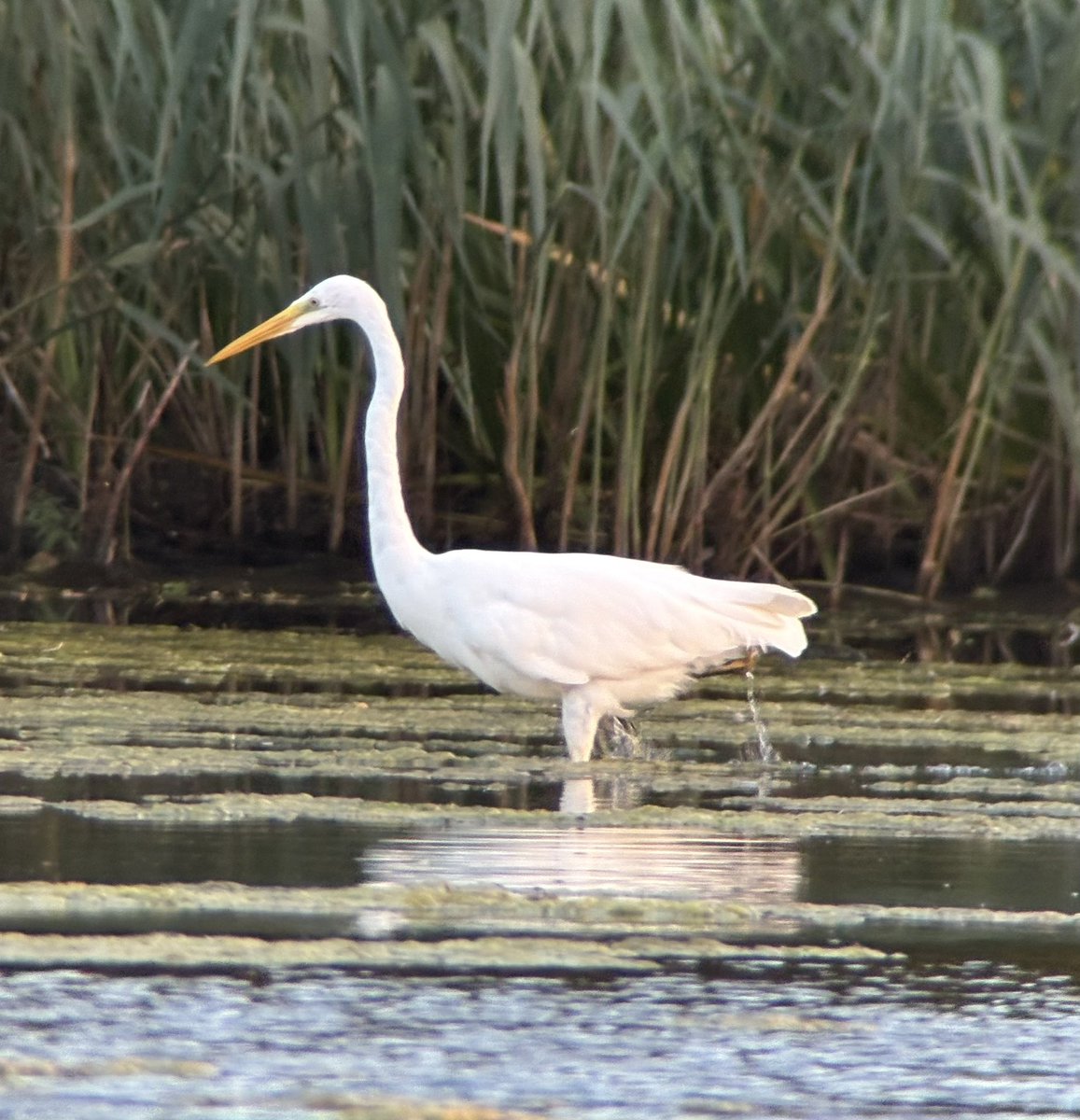 The Great Egret still at Castle Howard this evening, 2 Swift &amp; 6 Yellow Wags going to roost with the Pied. Waders conspicuous by their continued absence  <a href="/YorkBirding/">York Birding</a>