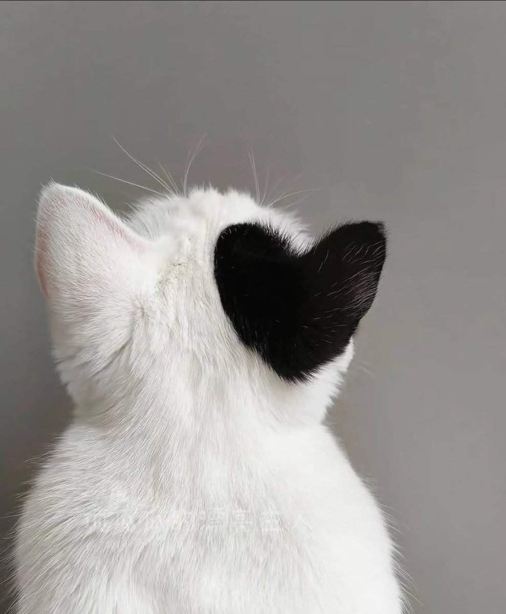 🤍 🖤
