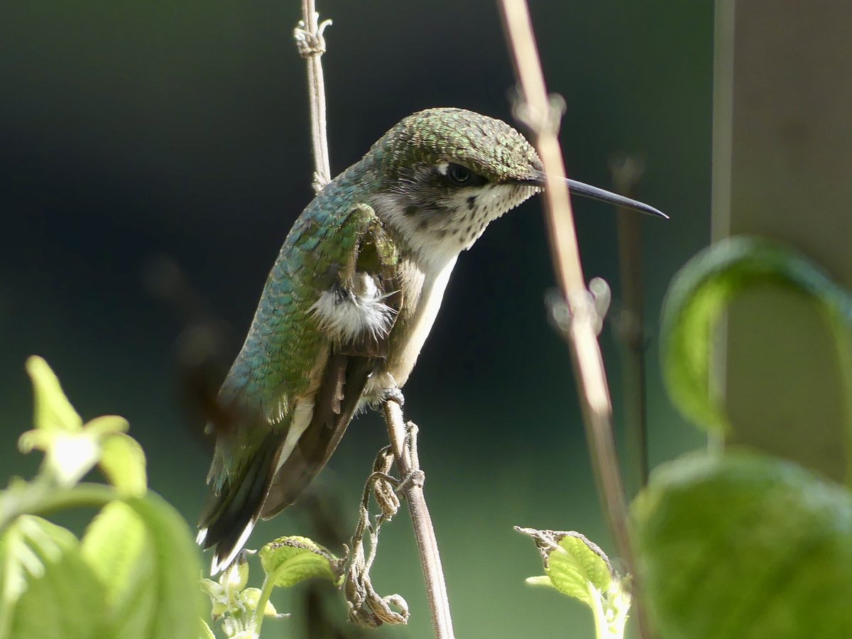Hummingbird soaking up the last bit of summer sunshine in Washington DC 🌞