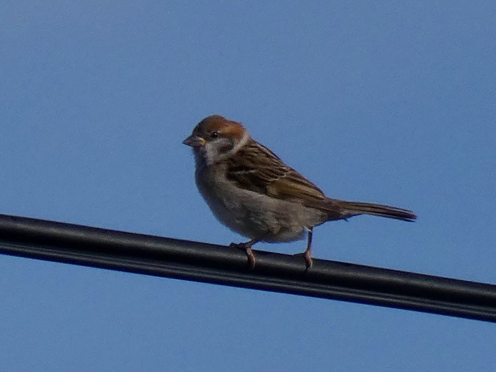 My best morning of the autumn so far at Landguard yesterday with Pied Flycatcher, Common &amp; Black Redstarts, Whinchat, Wheatear + a bonus self-found Tree Sparrow. Looking back through my notebooks it appears to be my first on the Suffolk coast this century!