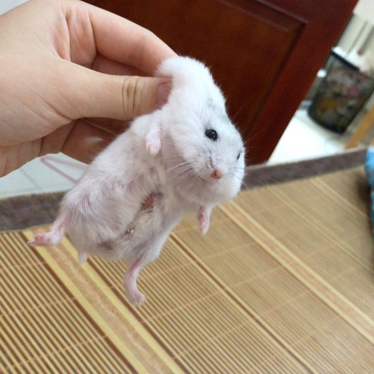 hamster tweet media