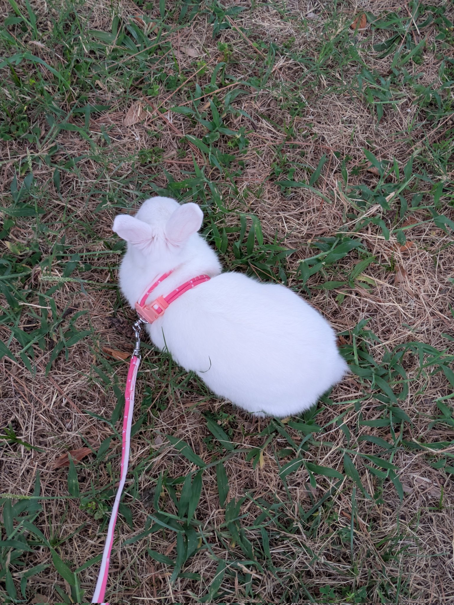 ぎぶっち🦭 on X: 