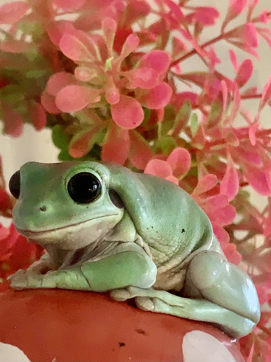 イエアメのカラミから おはようございますの挨拶🐸☀️今日も暑さに負けず何事にも挫けずに頑張ろう(๑•̀ㅂ•́)و✧
 #両生類好きと繋がりたい 
 #かえる