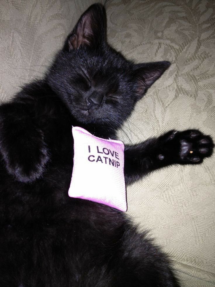 Black cats are not bad luck (@visualscat) on Twitter photo 