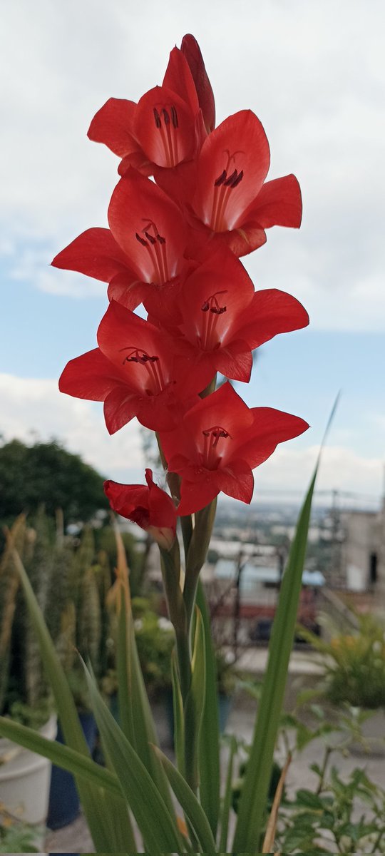 Con flores en la azotea.☺️