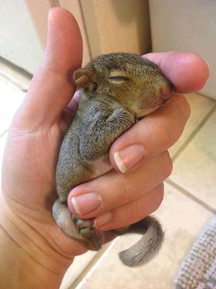 Squirrel Lover World tweet media