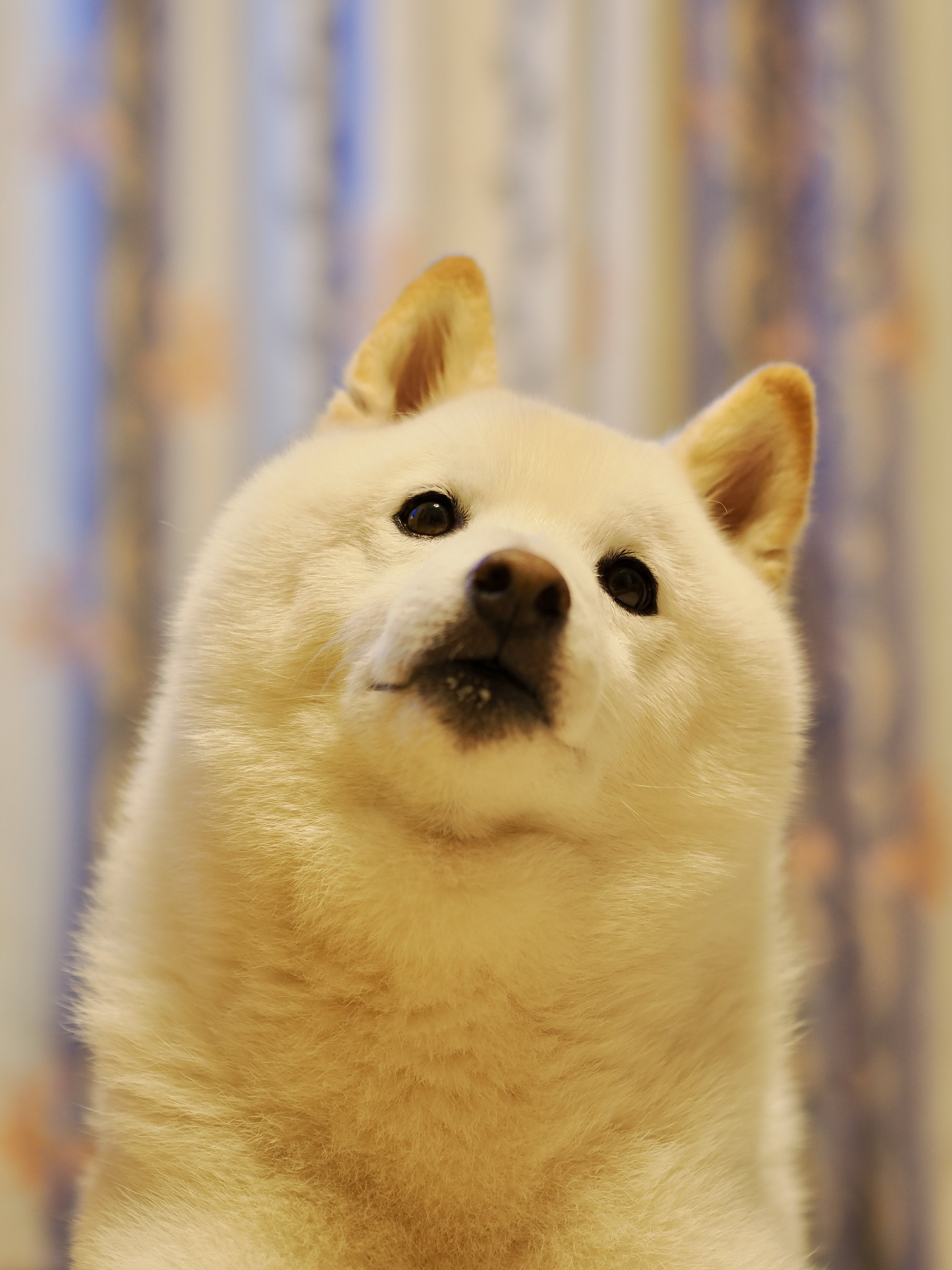 しおんページ しおん (@shion56tea) / Posts / X