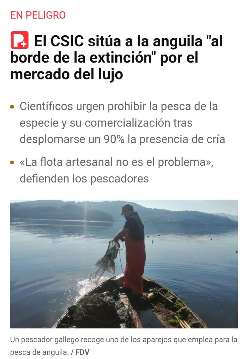 El salmón está prácticamente extinto en España. Las subastas continúan.

La anguila está atrapada en un perverso "espiral de extinción": cuanto más escasea, más se paga; un círculo vicioso que contribuye a su desaparición.

El mercado cargándose especies con total naturalidad.