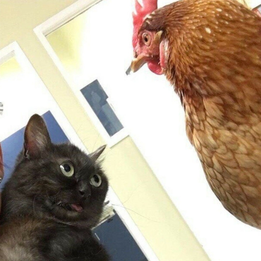 Punch Cat (@punchingcat) on Twitter photo 