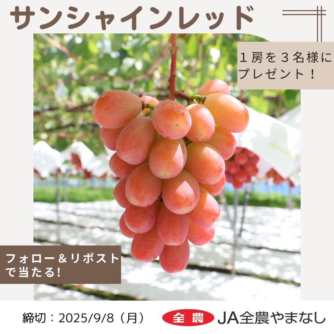 全農広報部 食農応援 (@shokuikuzennoh) on Twitter photo 「#サンシャインレッド」プレゼント企画🍇
山梨県産「サンシャインレッド」(1房)が当たるキャンペーンを開催‼️
抽選で3名様にプレゼントします✨
応募方法
1️⃣<a href="/shokuikuzennoh/">全農広報部 食農応援</a>をフォロー
2️⃣この投稿をリポスト
〆切👉2025/9/8
#全農 #全農やまなし 「#サンシャインレッド」プレゼント企画🍇
山梨県産「サンシャインレッド」(1房)が当たるキャンペーンを開催‼️
抽選で3名様にプレゼントします✨
応募方法
1️⃣<a href="/shokuikuzennoh/">全農広報部 食農応援</a>をフォロー
2️⃣この投稿をリポスト
〆切👉2025/9/8
#全農 #全農やまなし