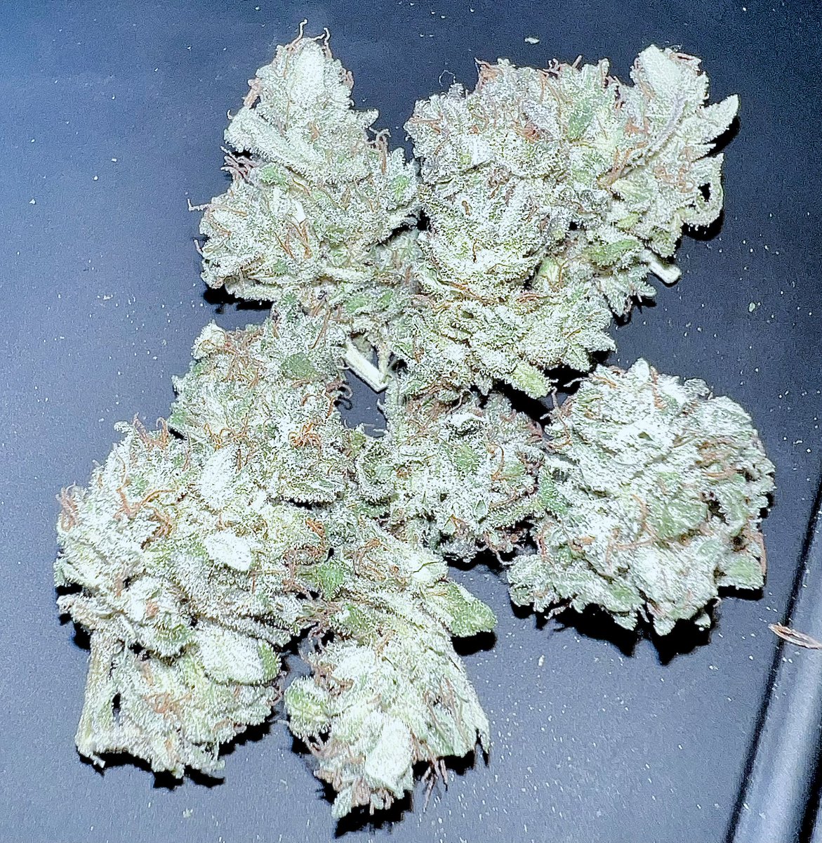 Sunshine State Seed Co Inc tweet media