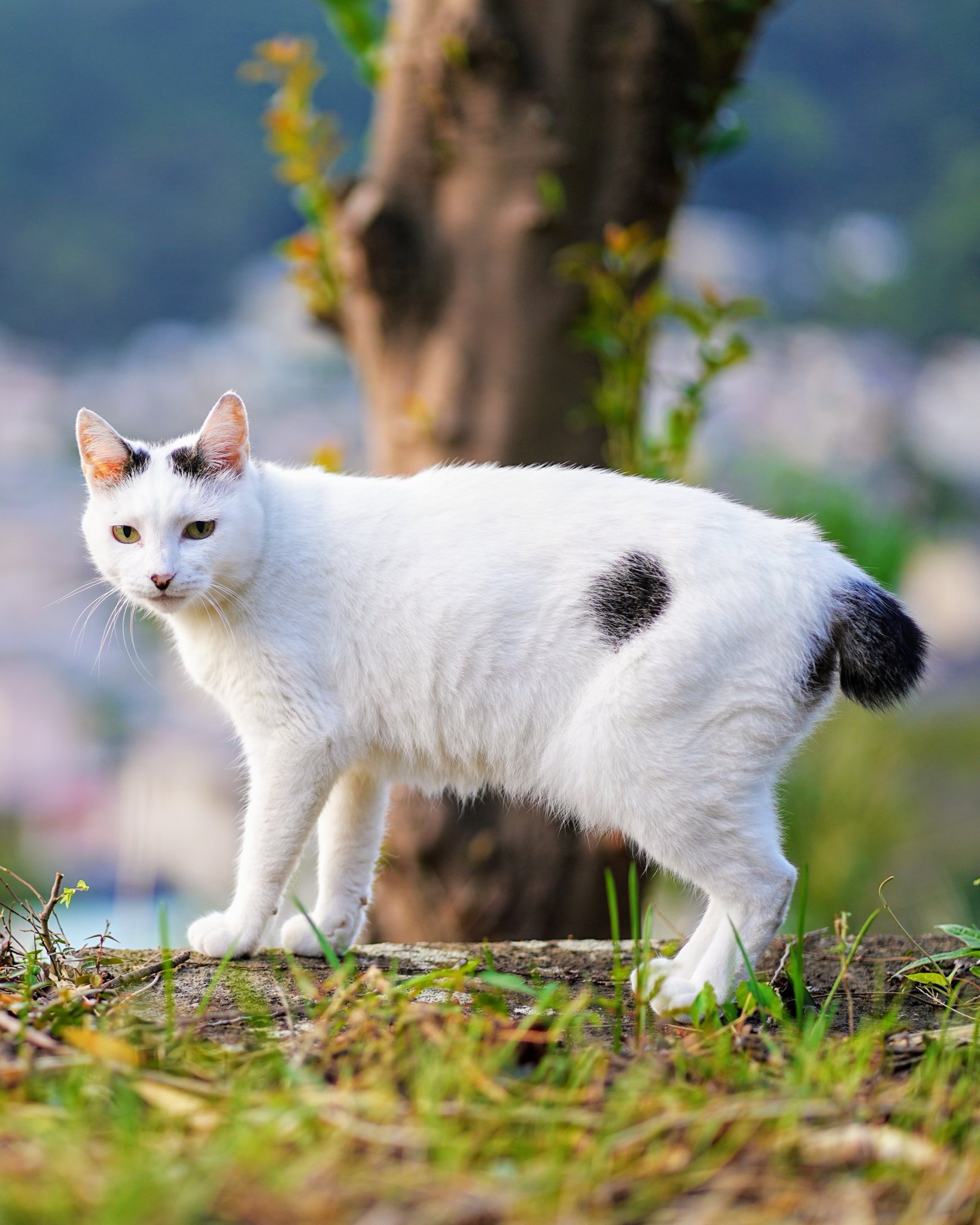 Obagi - ゆきねこ さんぽねこのゆきちゃん on X: 
