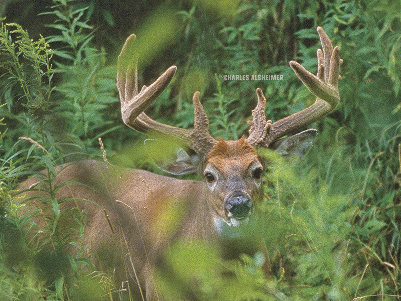 Find out what is critical for antler growth, including what to plant in food plots and when. #hunting