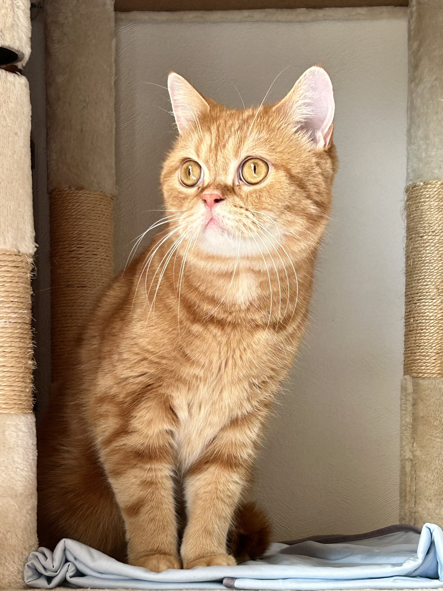 イギリス製デコパージュ　上から貴方を覗き込む可愛い猫ちゃん！ イギリス製デコパージュ 上から貴方を覗き込む可愛い猫ちゃん