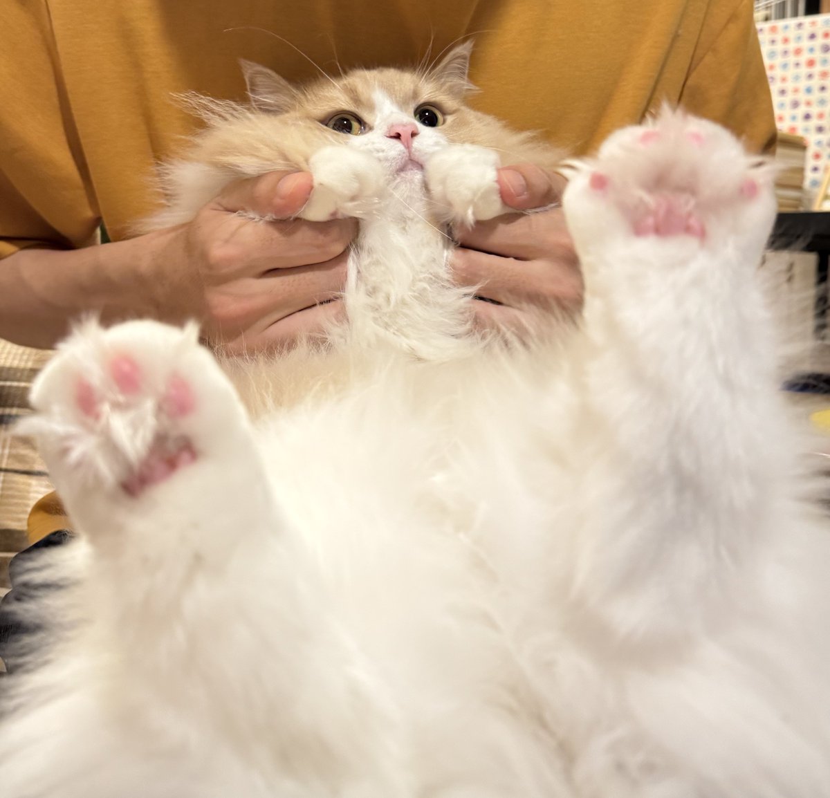ロカくん、おはよー！
同居生活548日。

これ、いつまで続くん…？と様子を見つつ飼い主に視線で助けを求めるロカくん👀

#サイベリアン
#猫のいる暮らし
#ねこ好きさんと繋がりたい