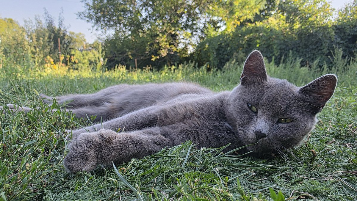 I was lucky enough to spend the weekend with my parents in the village visiting my cousin. No air raid alarms and drones there.

Pashtet stayed with my grandmother, she asked us not to take him with us. But the cousin has a little calico named Bulka and her mother Shkvarka😺