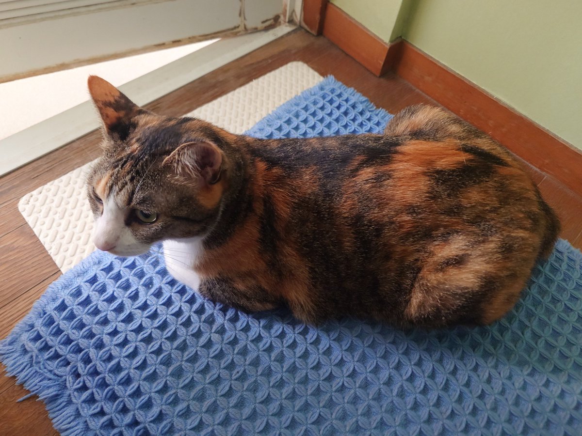 ruuruka's tweet photo. 今日の猫 https://t.co/FkZAa84Rwf