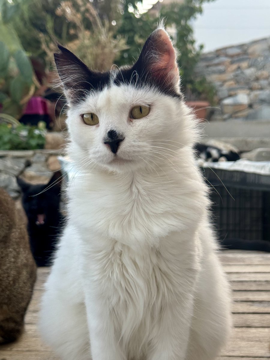 Cats of Iraklia tweet media