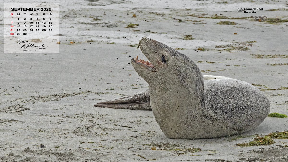 stalliontweet's tweet image. Your free to download September 2025 Desktop Wallpaper is here... wildspace.nz/blog/post/1395… #wildspacenewzealand #leopardseal #2025wallpaper