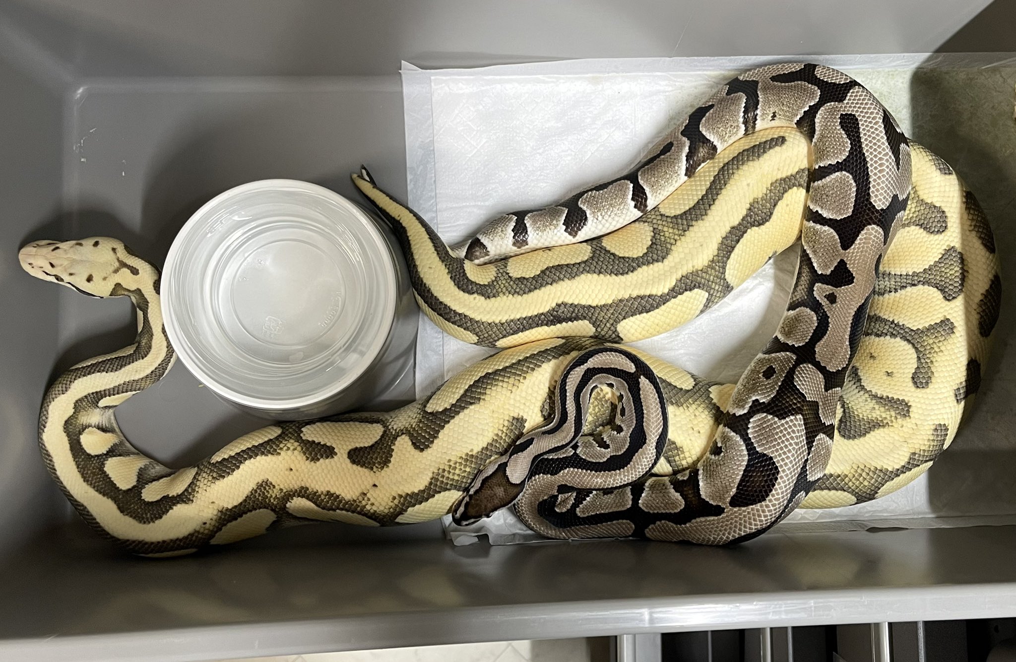 ゆきんこ 爬虫類リクエスト品 宝島社 爬虫類リアル トカゲ&ワニ グリーンイグアナ - メルカリ