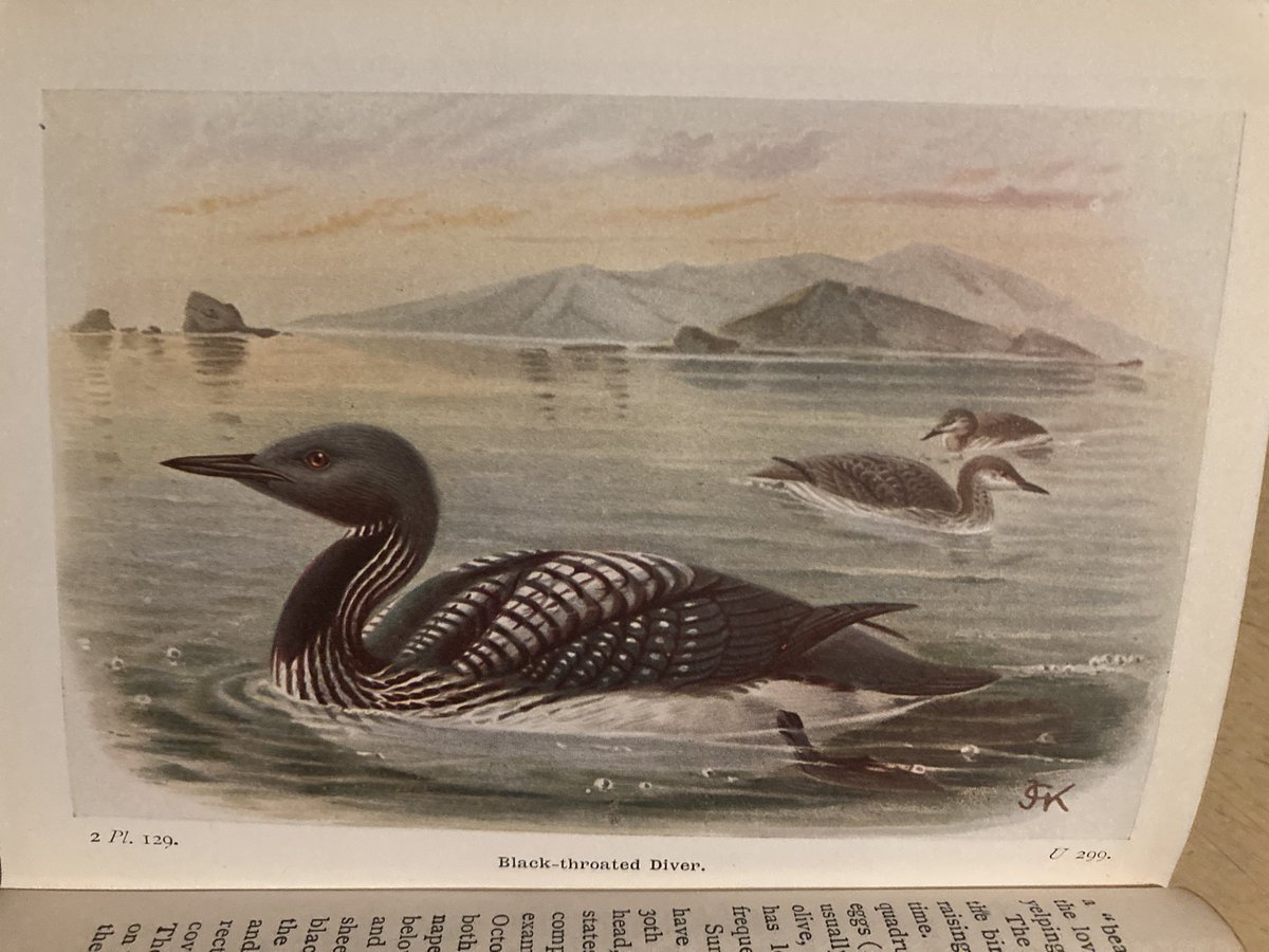 This is one of my favourite bird books in my library, partly because of its wonderful illustrations, one of which I’ve used in my latest article. 
I often wonder who Lady Seton and G W Hodge were?
#Birdbooks #booklover #history