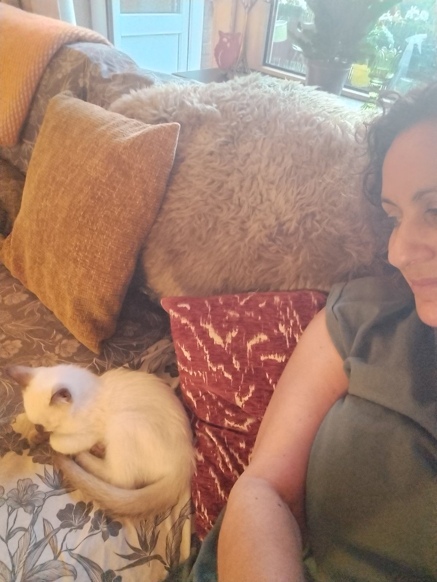 Marinalog's tweet photo. Kleine durfal ligt al lekker naast me op de bank. Z'n zusje houdt het nog even bij een plekje op de grond naast de bank. Het komt wel goed met die twee. #Pythje #Doortje #kittens https://t.co/qO8AvPhKDH