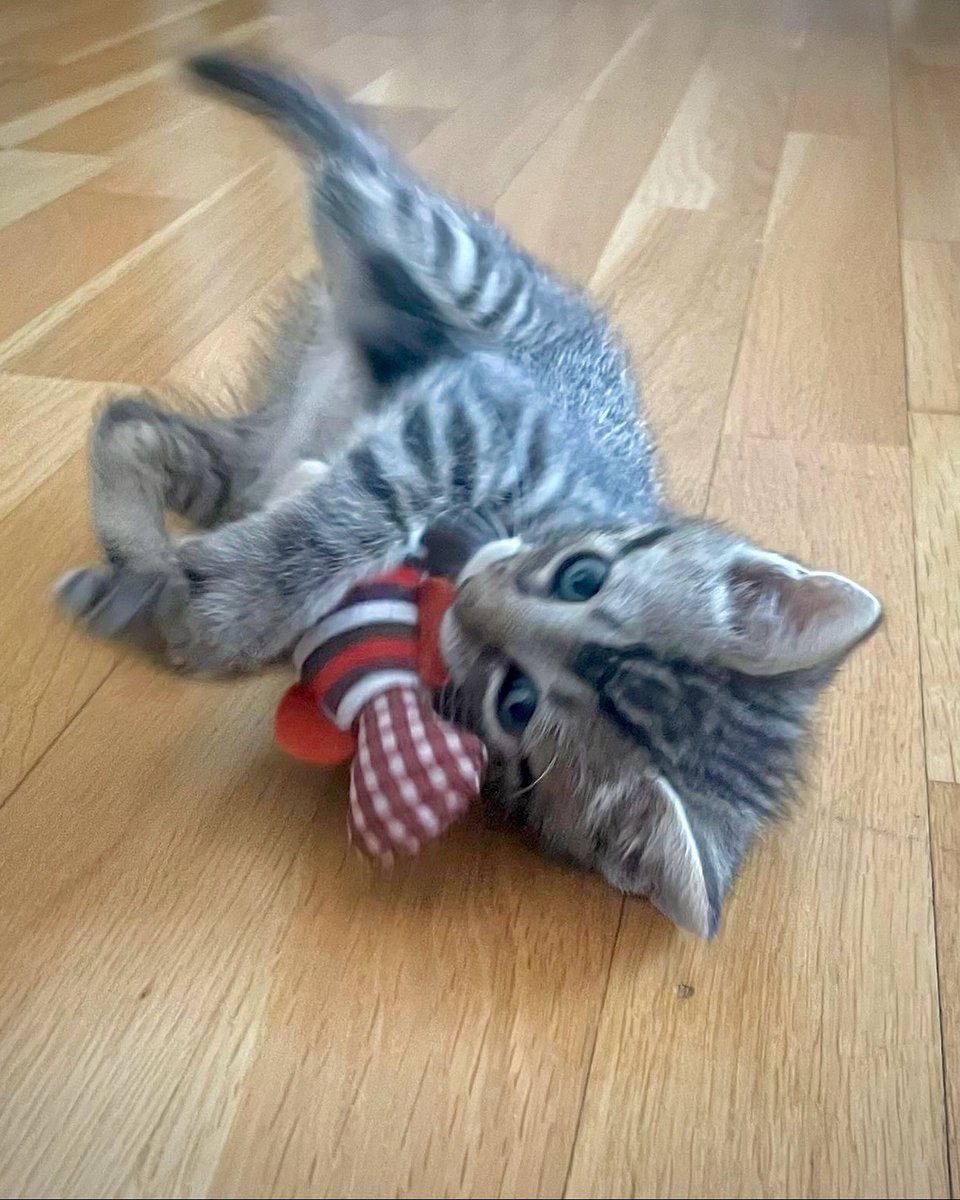 PISTACHO llegó muy débil, pensamos que no lo lograría… ¡Pero nos sorprendió a todos!
Hoy es un gatito sano, precioso, juguetón y lleno de vida. Además, tiene un carácter cariñoso, simpático y divertido que enamora en segundos. Busca familia.
#Ávila #GatosEnAdopción