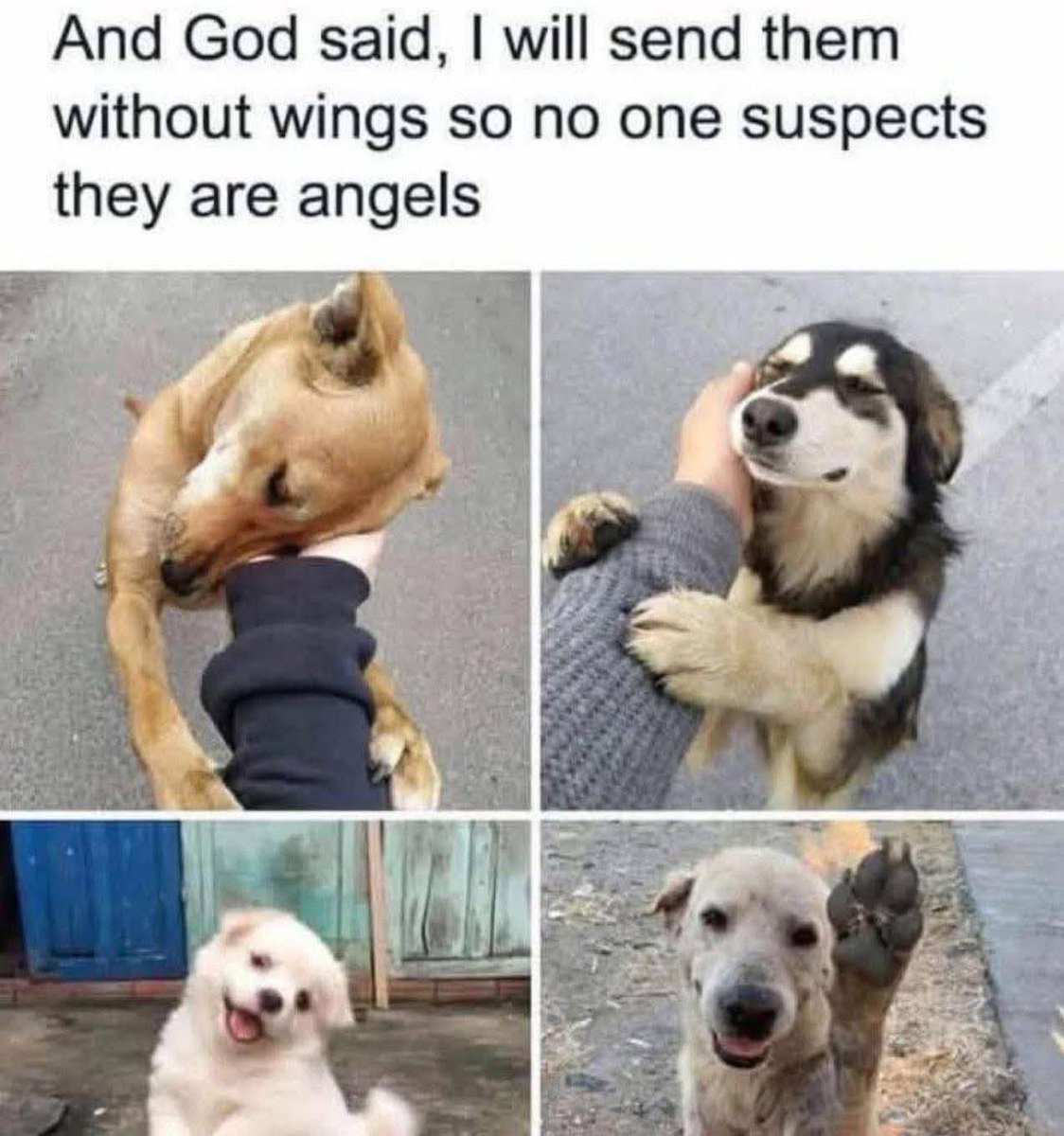 Heckin Good Dogs (@heckingooddogs) on Twitter photo 