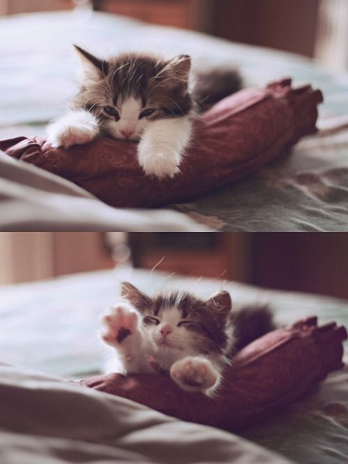 AMAZINGCATSS's tweet photo. https://t.co/jXDqeOVPEQ