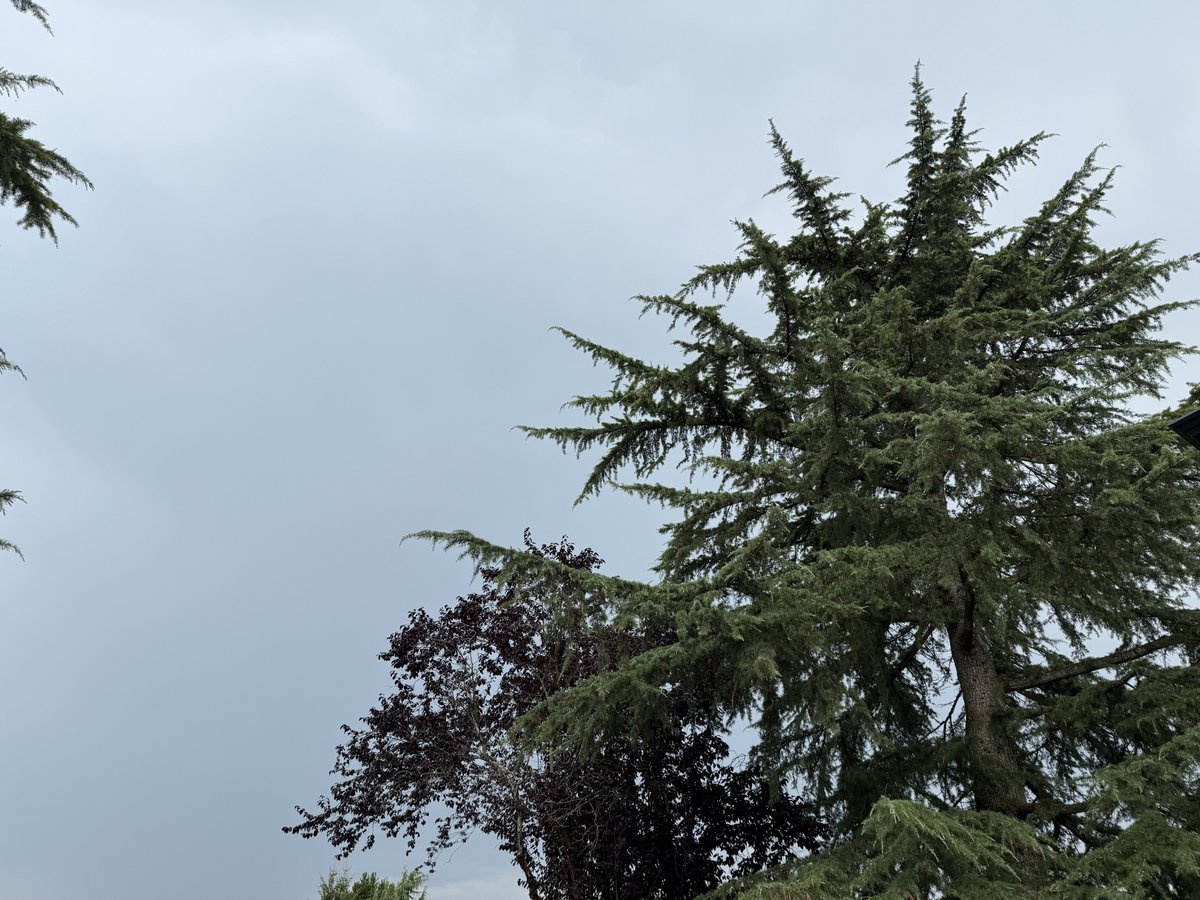 Multiple rumbles of Thunder overhead here in #SurreyBC #bcstorm #BCStormWatch #shareyourweather
