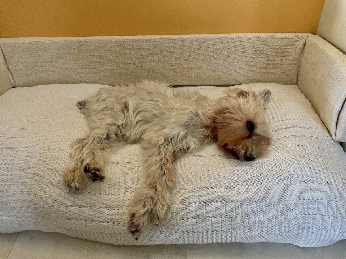 Me Cookie iz schnoozing with one eye open just in case me sees movements from Hoo’s! They may be getting some nom noms!!😋

Me iz still #OneToughCookie 😜
No seizures
No spasms
Great appetite
Good muscle strength of all legs

Sending BIGGEST hugs + TONS of love to me palz 💕