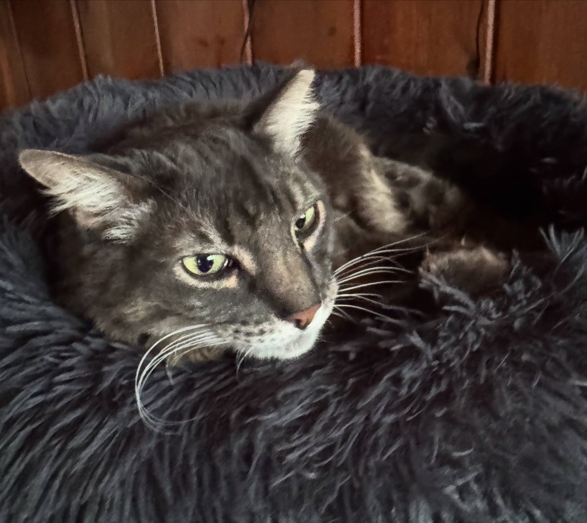 BBGsWorld's tweet photo. Fluffy bed Sunday π π»
#fluffybed #sunday #bbg #bbgsworld #cats https://t.co/5SNzLWkLby
