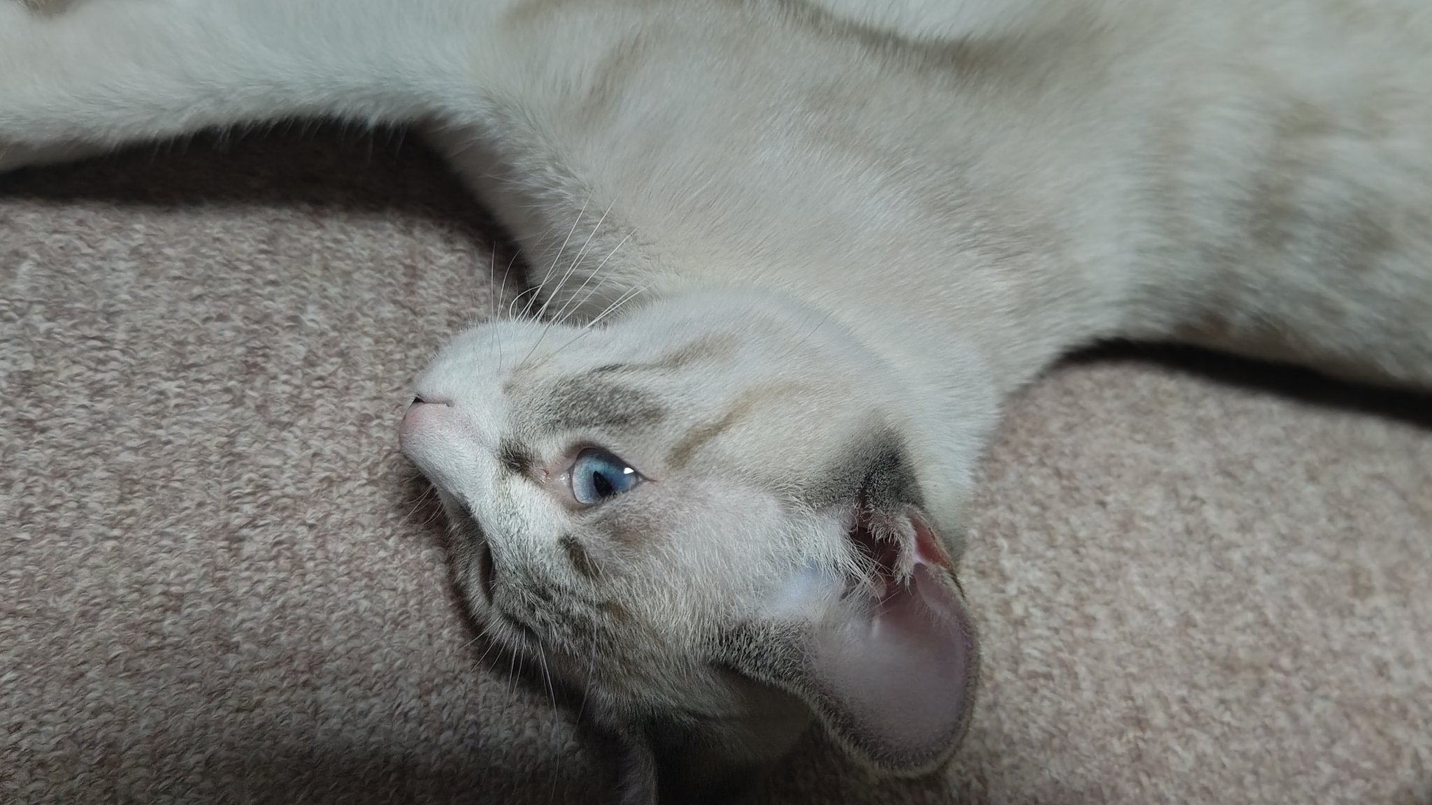 野良猫 野良猫【No.8】毛づくろいする猫ちゃん。三毛猫・トラネコ・黒
