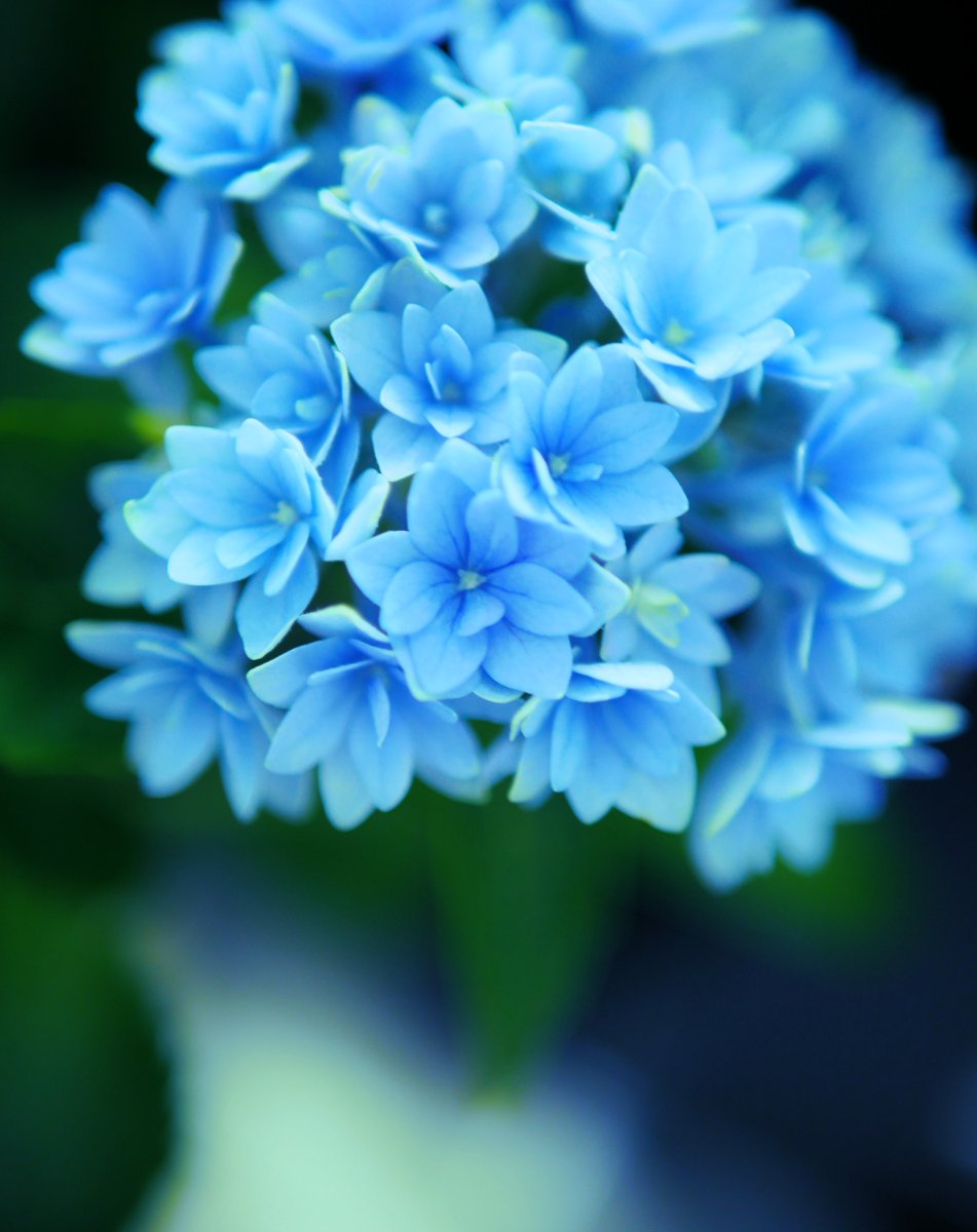 rainphase_'s tweet photo. 紫陽花　星あつめ https://t.co/rjD6CEThyI