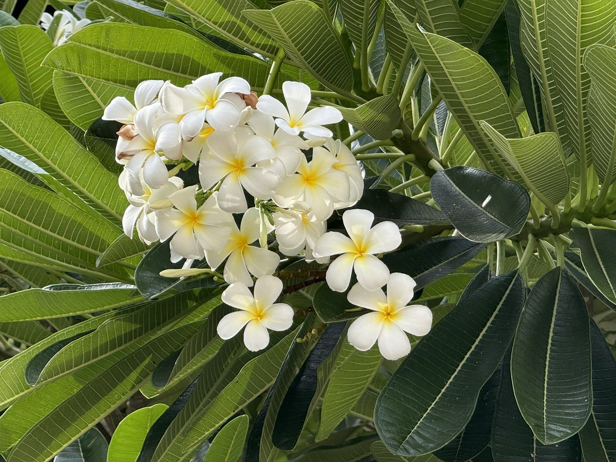 Midori_M🍀 tweet media